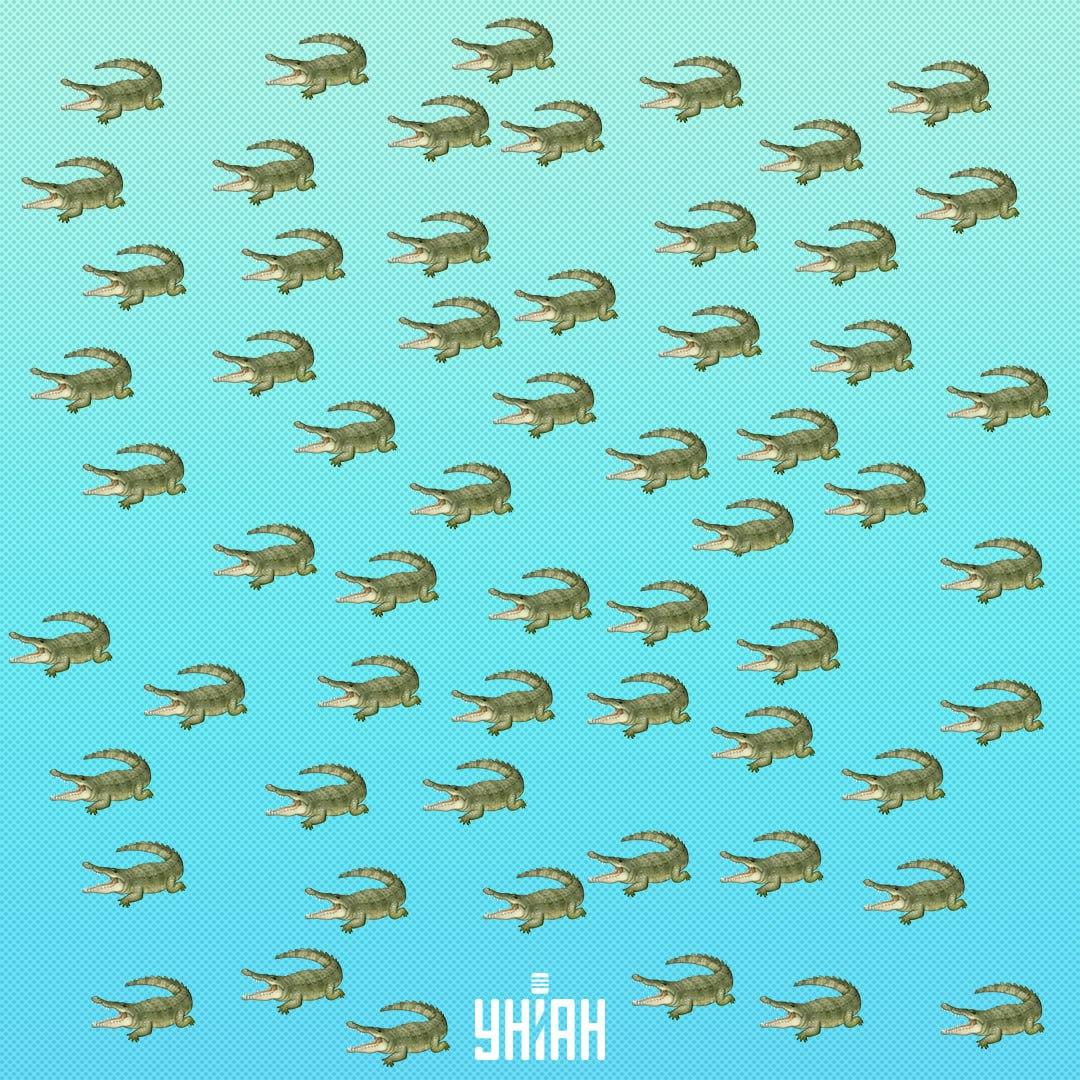 Le reptile est caché, mais vous devriez le voir dans 15 secondes / Collage Moje