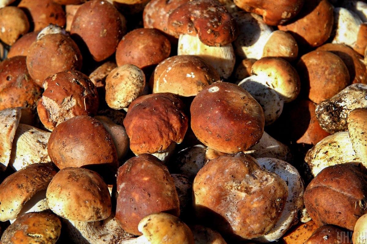 Trouver une pierre parmi les champignons à temps / collage de l'Moje