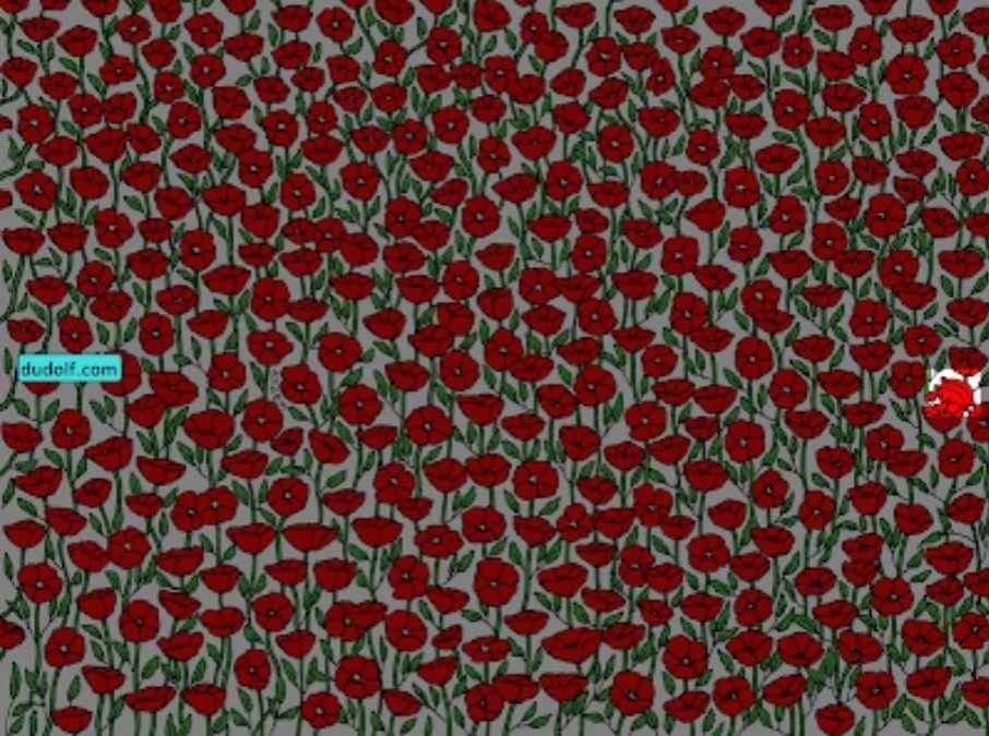 Seuls les super attentifs trouveront le crabe dans l'image : testez votre QI en 25 secondes