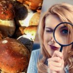 Seules les personnes dotées d’un QI surpuissant verront une pierre