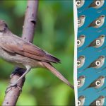 Seules les personnes dotées d’un regard d’aigle peuvent trouver le