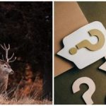 Un casse-tête pour les yeux les plus aiguisés : seuls quelques-uns trouveront le cerf en 10 secondes. Un casse-tête pour les yeux les plus aiguisés : seuls