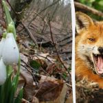 Une illusion d'optique vous montrera votre QI : vous devez trouver un renard dans la forêt en 9 secondes. Une illusion d’optique vous montrera votre QI : vous devez